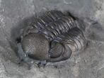Small Eldredgeops Trilobite In Matrix - New York #40692-2